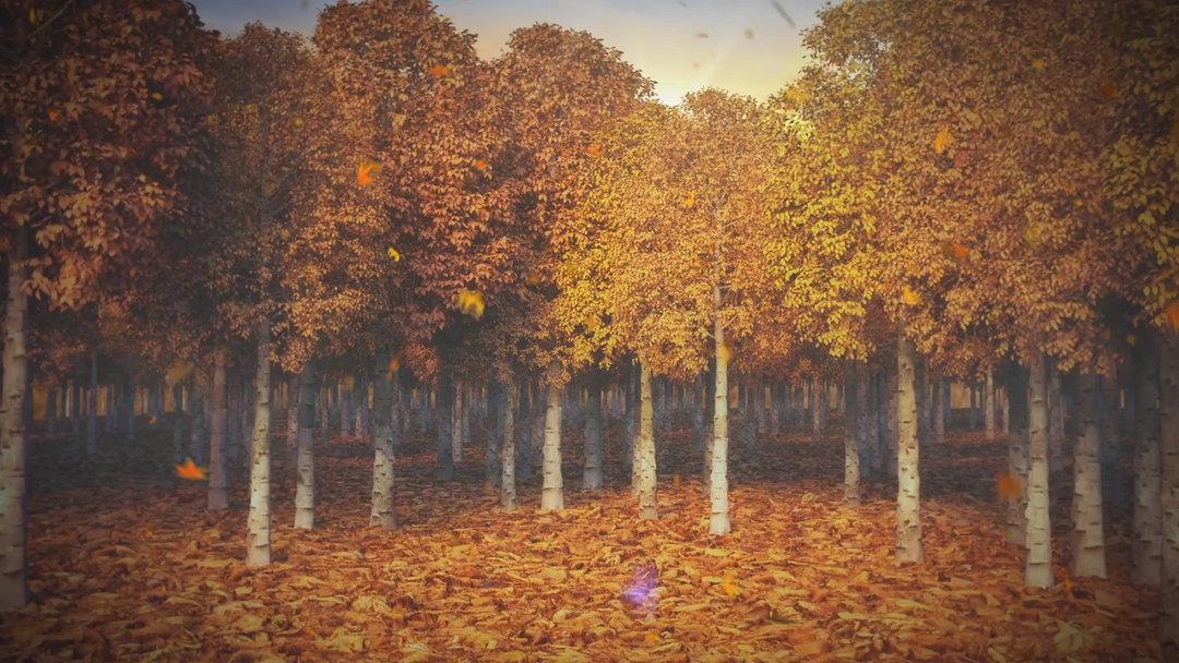 Autumn 009