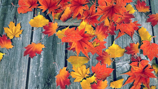Autumn 004