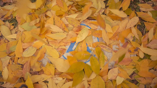 Autumn 012