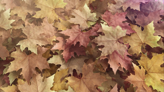 Autumn 002