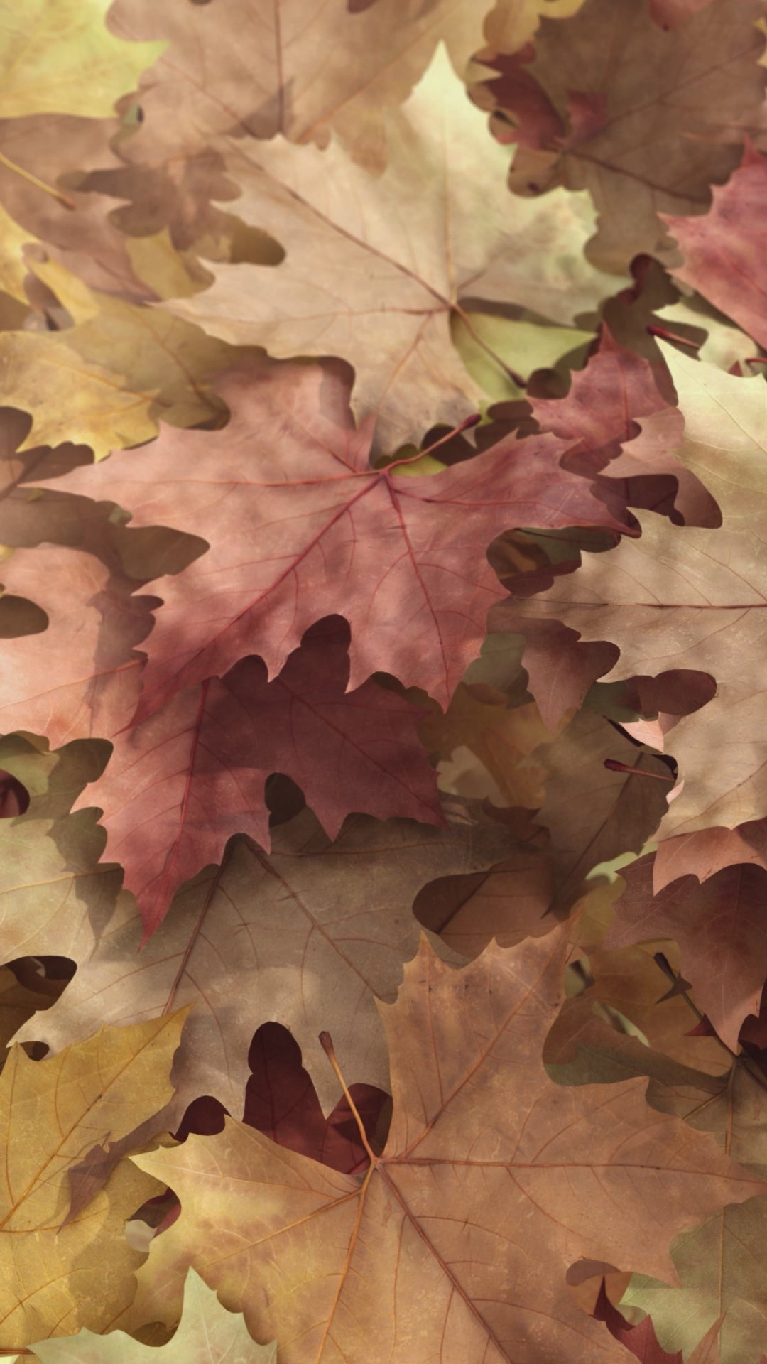 Autumn 002