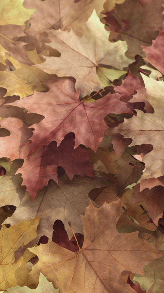 Autumn 002